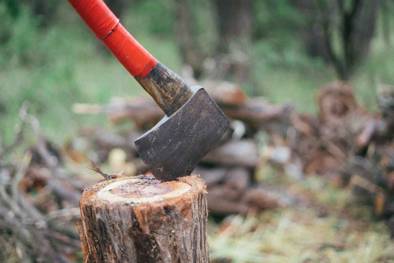 Tree Branch Trimming in Pasadena Hills, MO